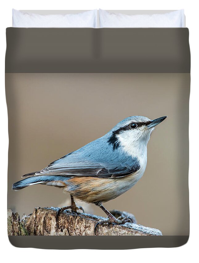 Nuthatch Duvet Cover featuring the photograph Nuthatch's pose by Torbjorn Swenelius
