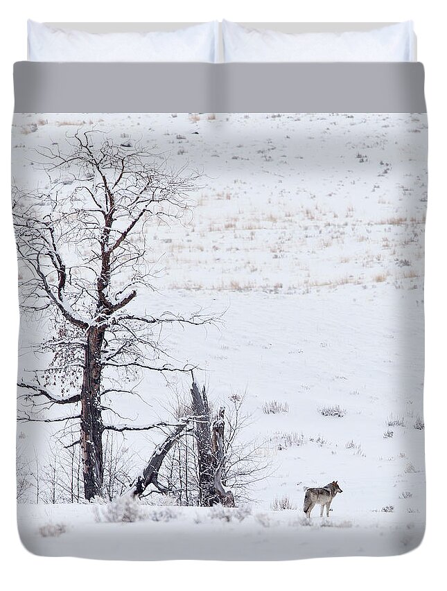 Wolves Duvet Cover featuring the photograph O6 by Eilish Palmer