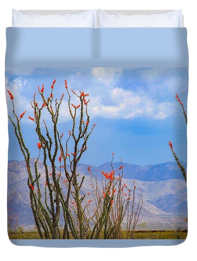 Bonnie Follett Duvet Cover featuring the photograph Ocotillo Cactus with Mountains and Sky by Bonnie Follett