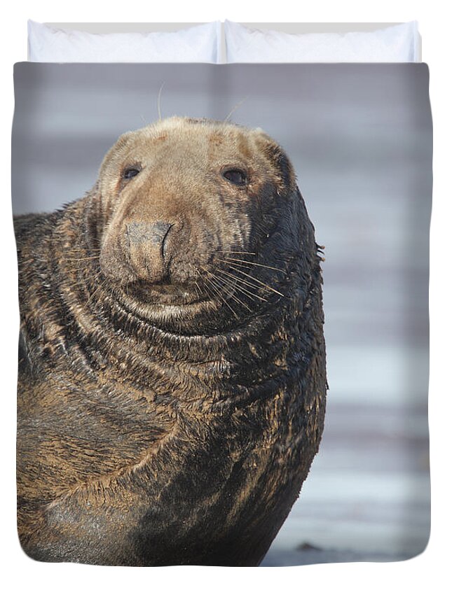 Seal Duvet Cover featuring the photograph Old Atlantic Grey Seal on the beach by Tony Mills