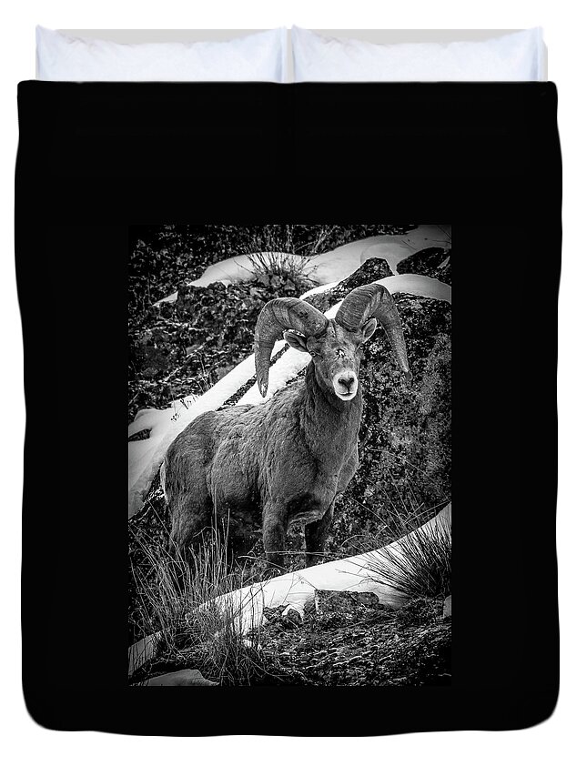 Bighorn Ram Duvet Cover featuring the photograph Old Ram in the Snow by Jason Brooks