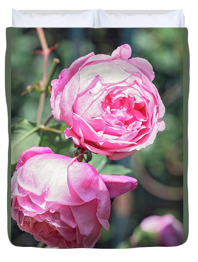 Rose Duvet Cover featuring the photograph One bold, one bashful by Linda Lees