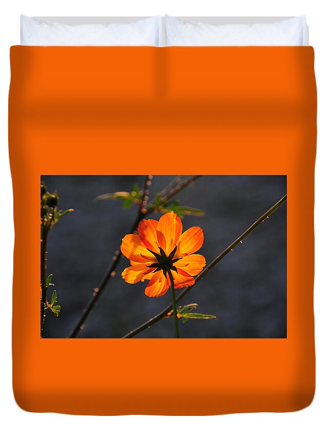 Orange Duvet Cover featuring the photograph Orange Cosmo by Susie Rieple