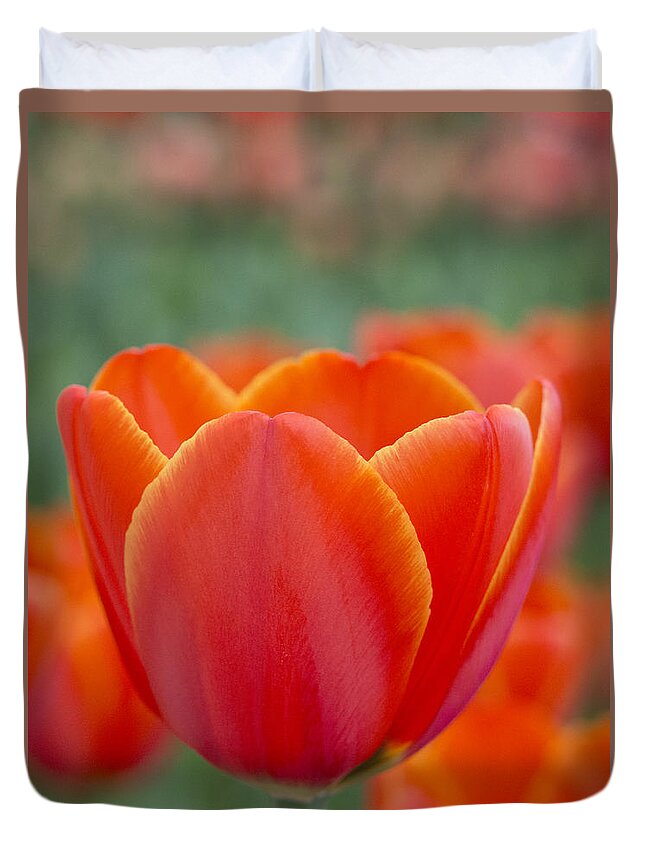 Beauty Duvet Cover featuring the photograph Orange Statement by Eggers Photography