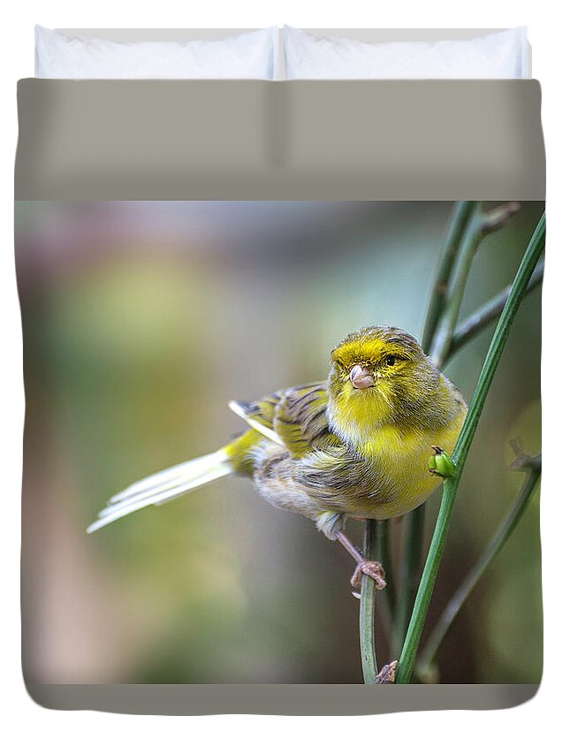 Orchard Oriole Duvet Cover featuring the photograph Orchard Oriole by John Poon