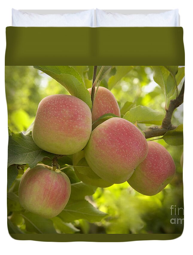 https://render.fineartamerica.com/images/rendered/default/duvet-cover/images/artworkimages/medium/1/organic-pink-lady-apples-inga-spence.jpg?&targetx=0&targety=141&imagewidth=844&imageheight=562&modelwidth=844&modelheight=844&backgroundcolor=656718&orientation=0&producttype=duvetcover-queen