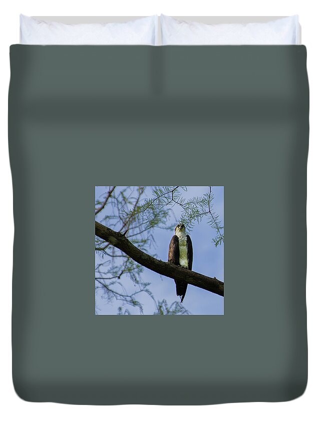 Osprey Duvet Cover featuring the photograph Osprey by Dillon Kalkhurst