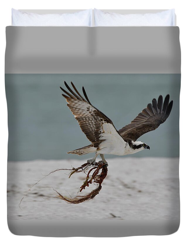 Osprey Duvet Cover featuring the photograph Osprey Flying with Seaweed by Artful Imagery