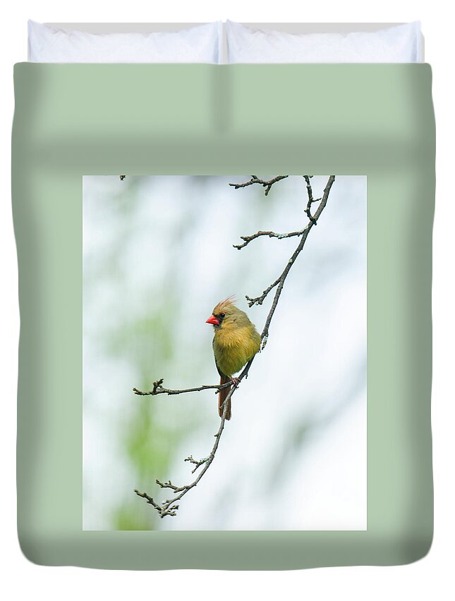 Female Cardinal Duvet Cover featuring the photograph Out on a Limb 2 by Kristin Hatt