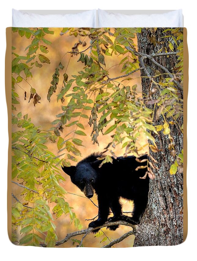 Black Bear Duvet Cover featuring the photograph Out On A Limb by Carol Montoya