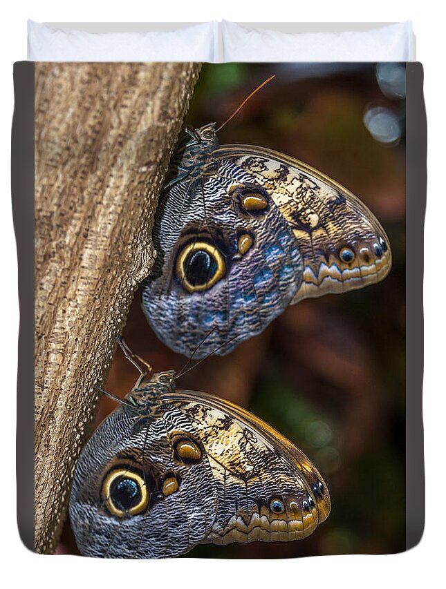 Owl Butterfly Duvet Cover featuring the photograph Owl Butterflies by Jerry Cahill