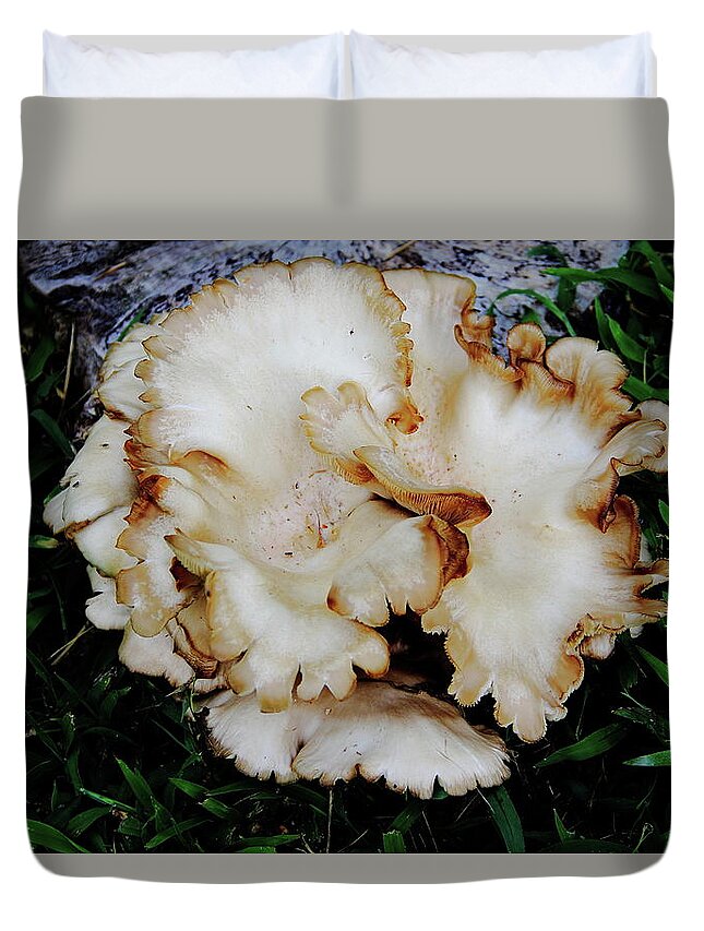  Oyster Mushroom Duvet Cover featuring the photograph Oyster Mushroom by Allen Nice-Webb