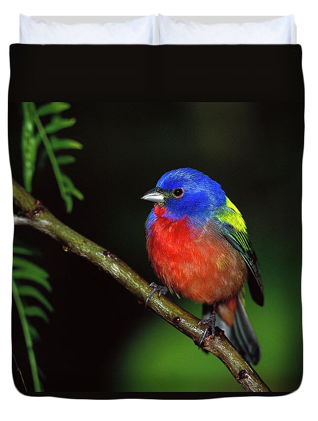 Mp Duvet Cover featuring the photograph Painted Bunting Passerina Ciris Male by Tom Vezo