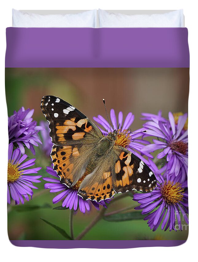 Painted Lady Duvet Cover featuring the photograph Painted Lady Butterfly and Aster Flowers by Robert E Alter Reflections of Infinity