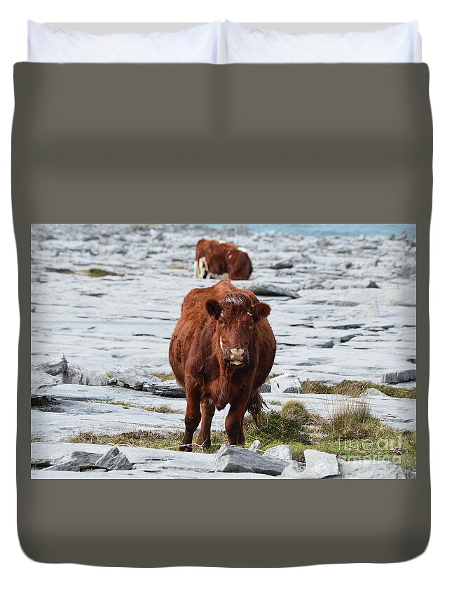 Cow Duvet Cover featuring the photograph Pair of Cows Grazing on the Burren in Ireland by DejaVu Designs