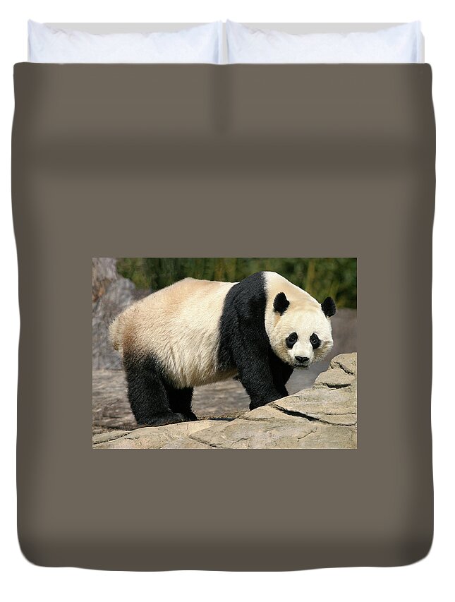 Giant Panda Duvet Cover featuring the photograph Panda Glances by Art Cole