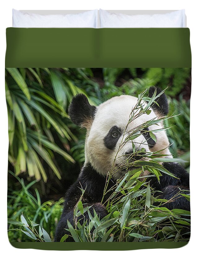 Panda Duvet Cover featuring the photograph Panda Hide and Seek by Bill Cubitt