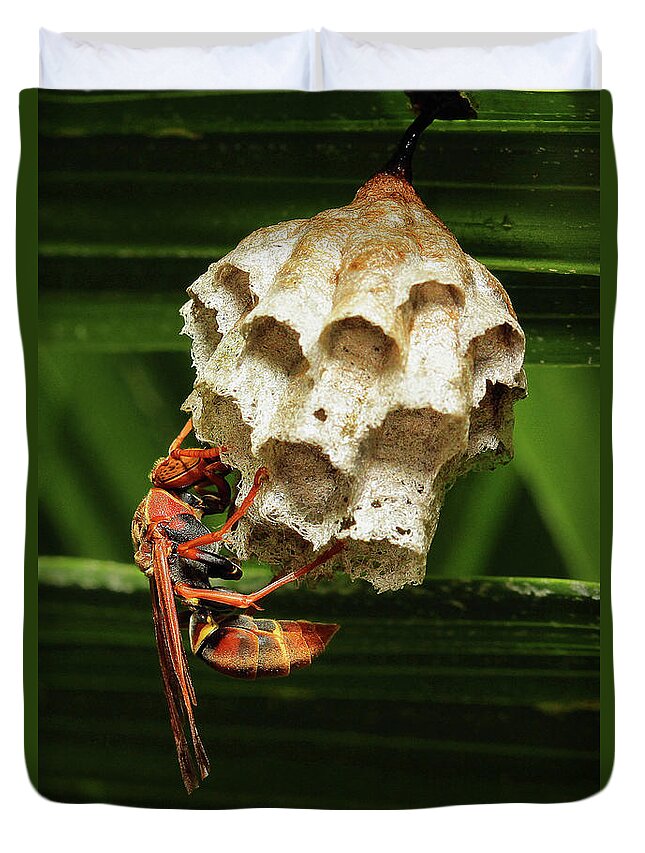 Paper Wasps Duvet Cover featuring the photograph Paper wasps 00666 by Kevin Chippindall