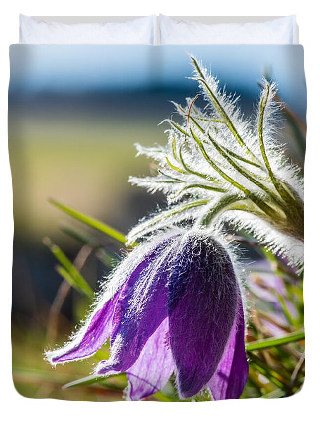 Anemone Pulsatilla Duvet Cover featuring the photograph Pasque Flower by Torbjorn Swenelius