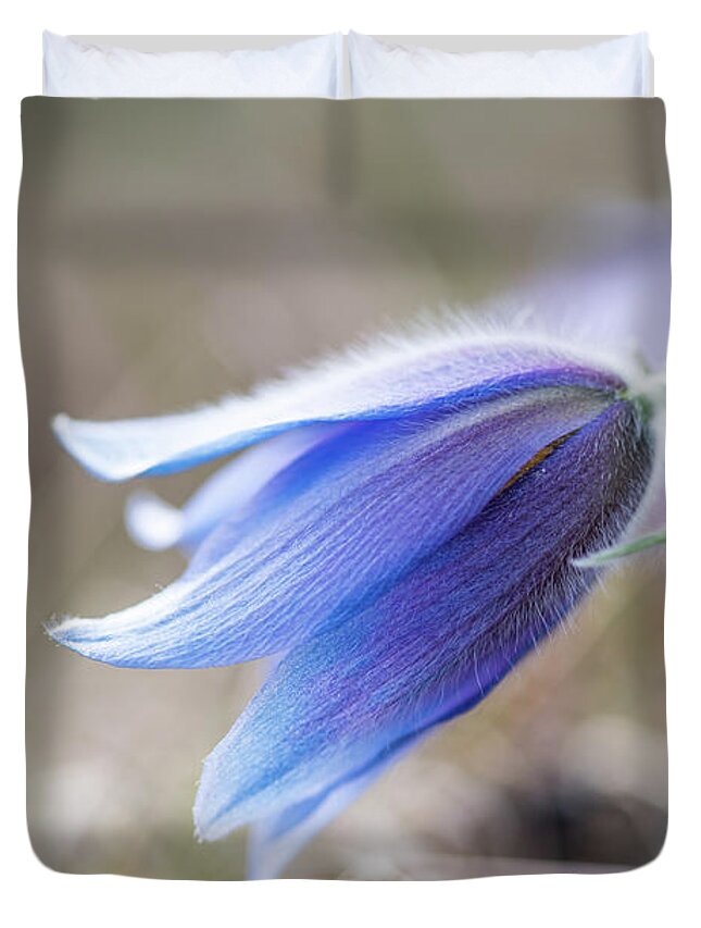 Anemone Pulsatilla Duvet Cover featuring the photograph Pasque Flower's silver grey hair by Torbjorn Swenelius