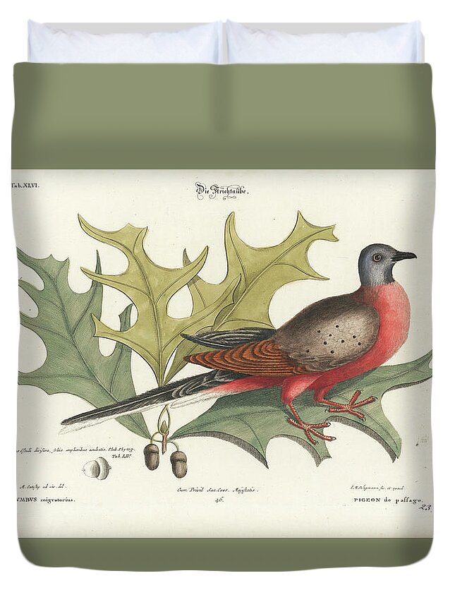Catesby Duvet Cover featuring the drawing Passenger Pigeon and Red Oak by Mark Catesby