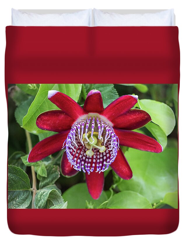 Flowers Duvet Cover featuring the photograph Passiflora Ruby Glow. Passion Flower by Venetia Featherstone-Witty