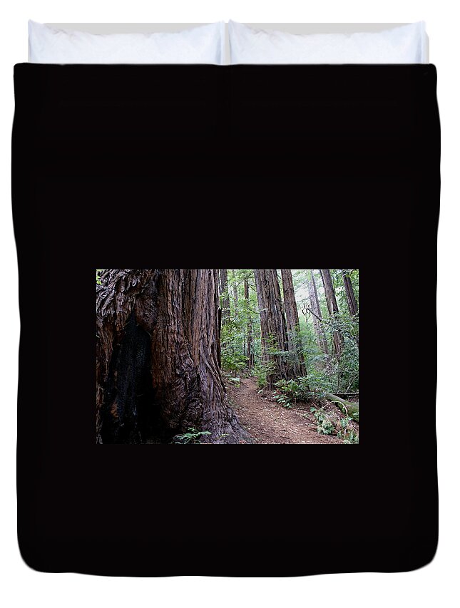 Mount Tamalpais Duvet Cover featuring the photograph Pathway through a Redwood Forest on Mt Tamalpais by Ben Upham III