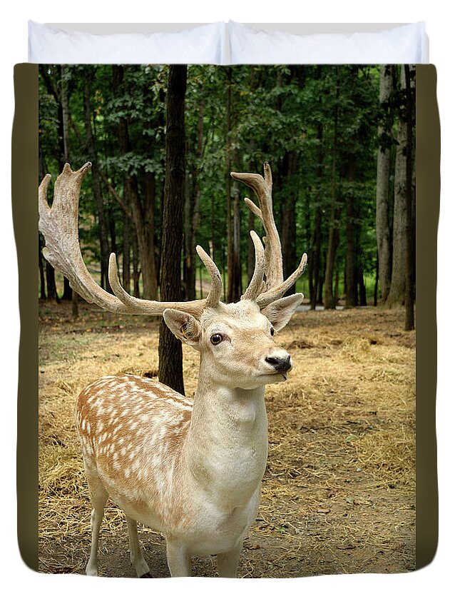Deer Duvet Cover featuring the photograph Patiently Waiting by Karen Harrison Brown