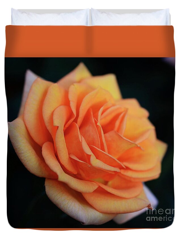 Flowers Duvet Cover featuring the photograph Peach Rose by Cindy Manero