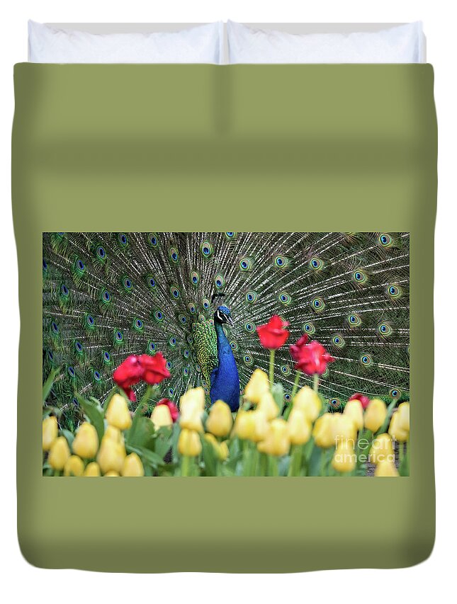 Ed Taylor Duvet Cover featuring the photograph Peacock by Ed Taylor