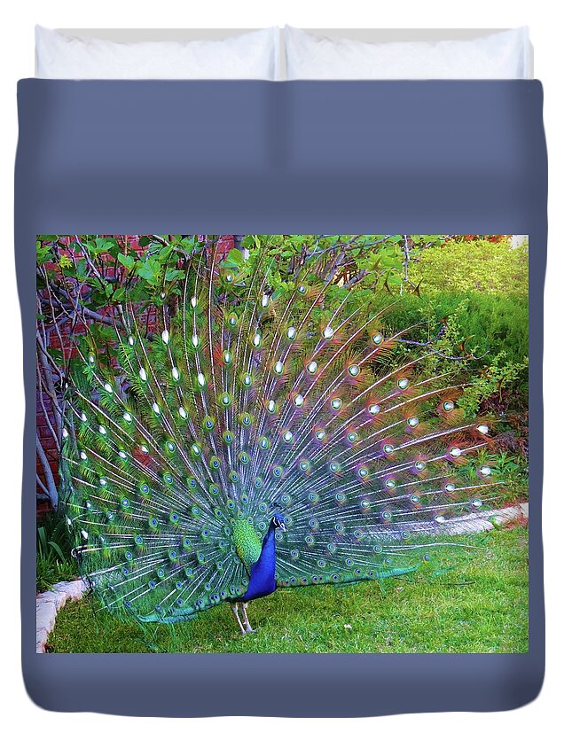 Peacock Duvet Cover featuring the photograph Peacock Fan in Full Bloom by Doris Aguirre