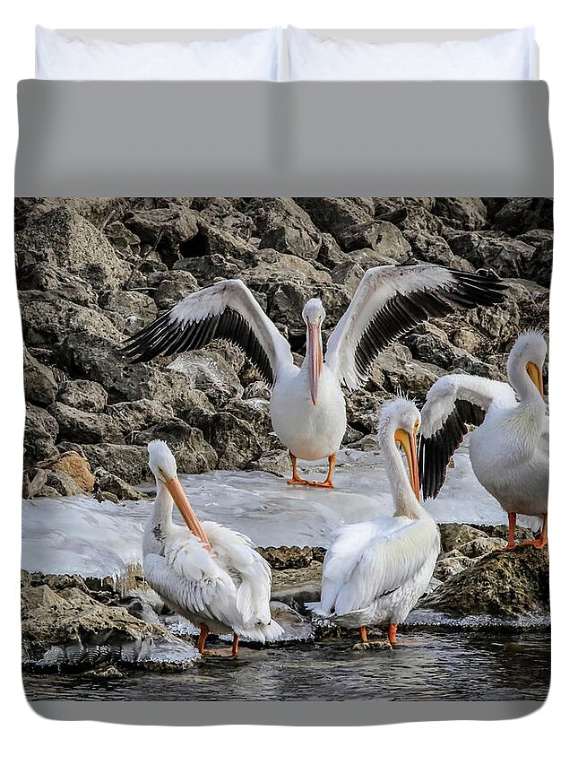 Pelicans Duvet Cover featuring the photograph Pelican Conducting by Ray Congrove