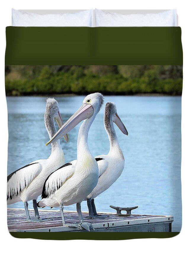 Pelicans Australia Duvet Cover featuring the photograph Pelicans 6663. by Kevin Chippindall