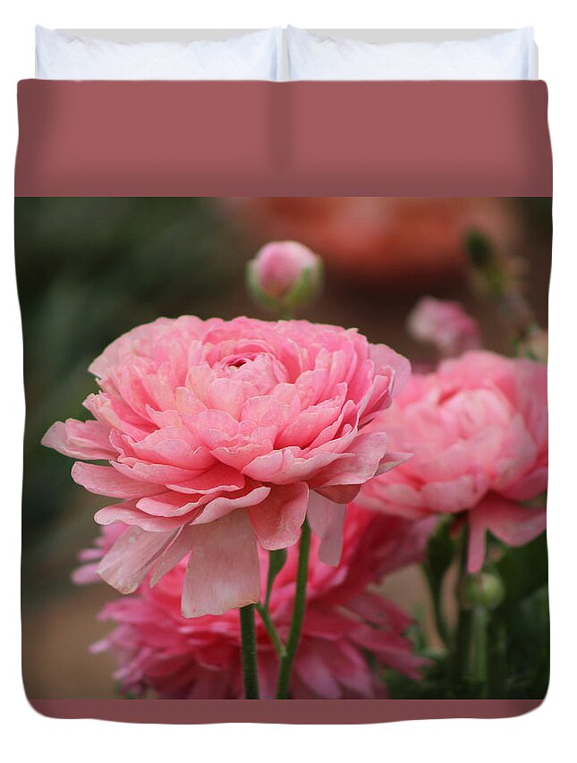 Pink Ranunculus Duvet Cover featuring the photograph Peony Pink Ranunculus Closeup by Colleen Cornelius