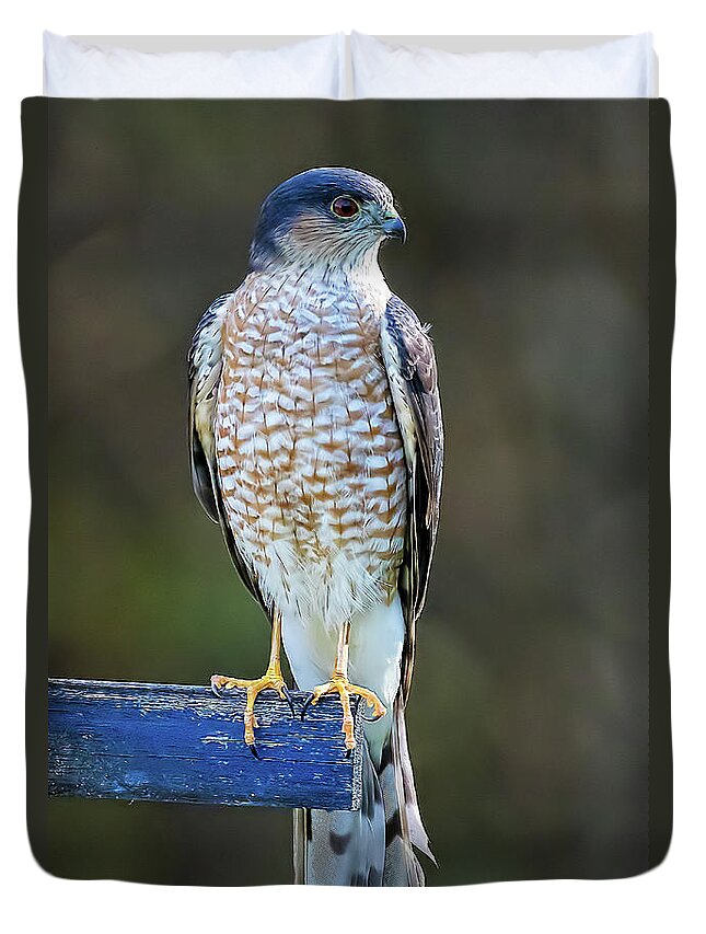 Hawks Duvet Cover featuring the photograph Sharp-Shinned Hawk by DB Hayes