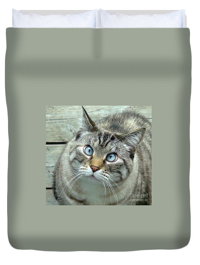 Cat Duvet Cover featuring the photograph Pet Portrait - Lily the Cat Four by Laura Wong-Rose