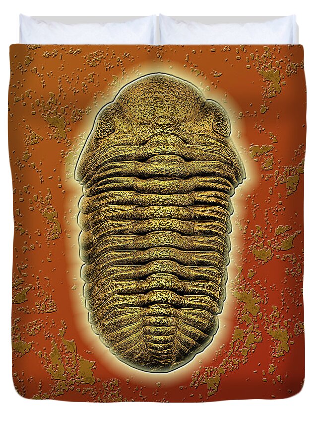Trilobite Duvet Cover featuring the photograph Phacops Rana Crassituberculata by Melissa A Benson