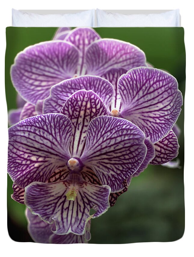 Phalaenopsis Duvet Cover featuring the photograph Phalaenopsis Orchid by Cristina Stefan