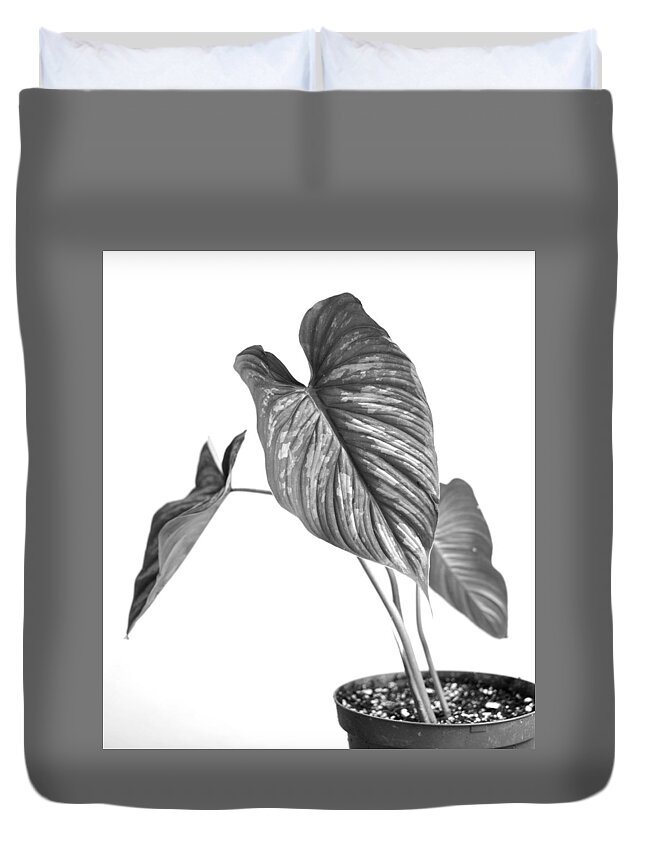 Philodendron Mamei Duvet Cover featuring the photograph Philodendron mamei by Nathan Abbott