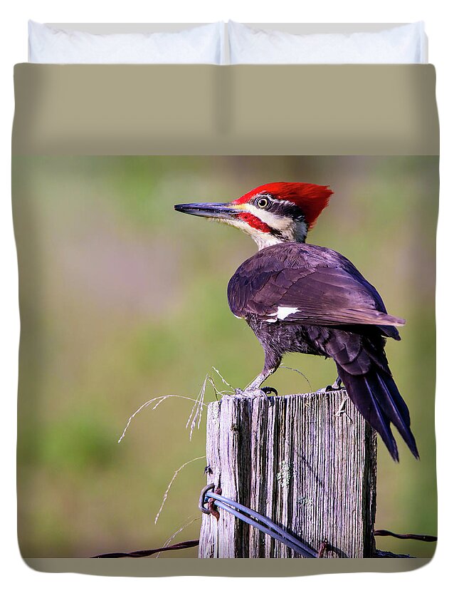 Wildlife Duvet Cover featuring the photograph Pileated Woodpecker by Roberta Kayne