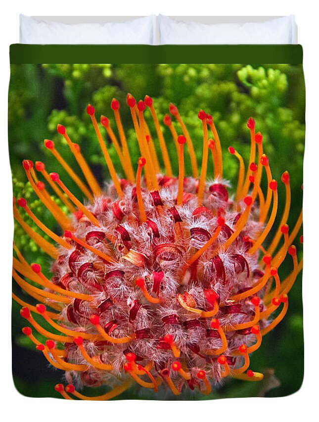 Pincushion Protea Duvet Cover featuring the photograph Pincushion Flower by Kelly Holm