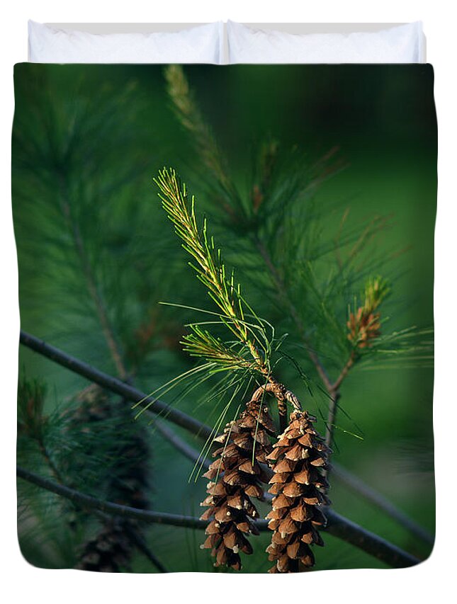 Pine Cones Duvet Cover featuring the photograph Pine Cones at Dusk by Jamieson Brown