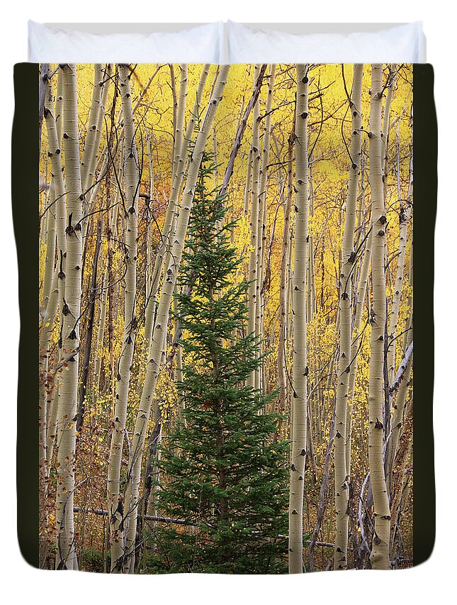 Aspens Duvet Cover featuring the photograph Pine Tree Among Aspens 4874 by Jack Schultz