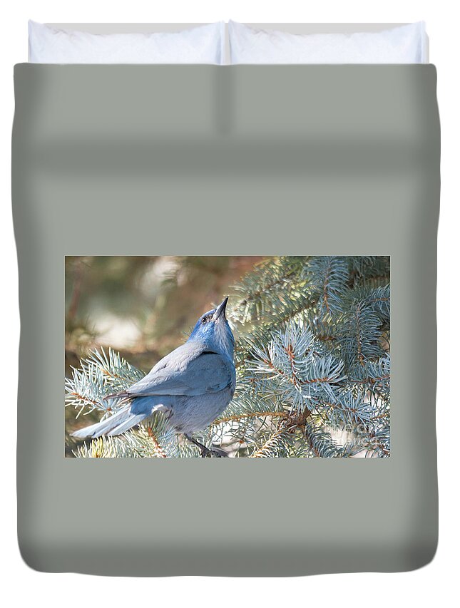 Pinion Jay Duvet Cover featuring the photograph Pinion Jay by Gary Beeler