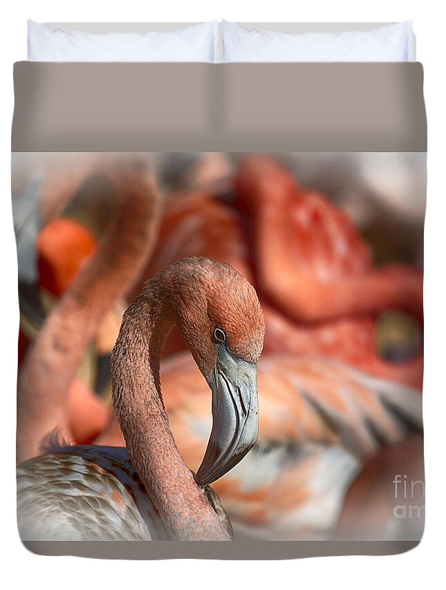 Pink Duvet Cover featuring the photograph Pink Flamingo V20 by Douglas Barnard