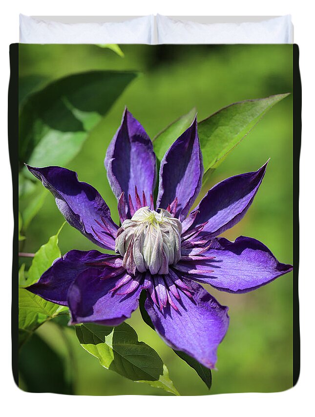 Clematis Duvet Cover featuring the photograph Pink Lashes by Tammy Pool