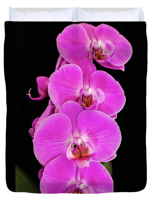 Pink Orchid Duvet Cover featuring the photograph Pink orchid against a black background by Andy Myatt