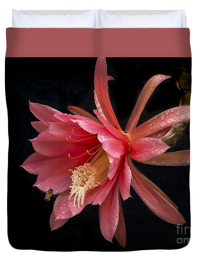 Pink Duvet Cover featuring the photograph Pink Orchid Cactus Flower by Inge Riis McDonald