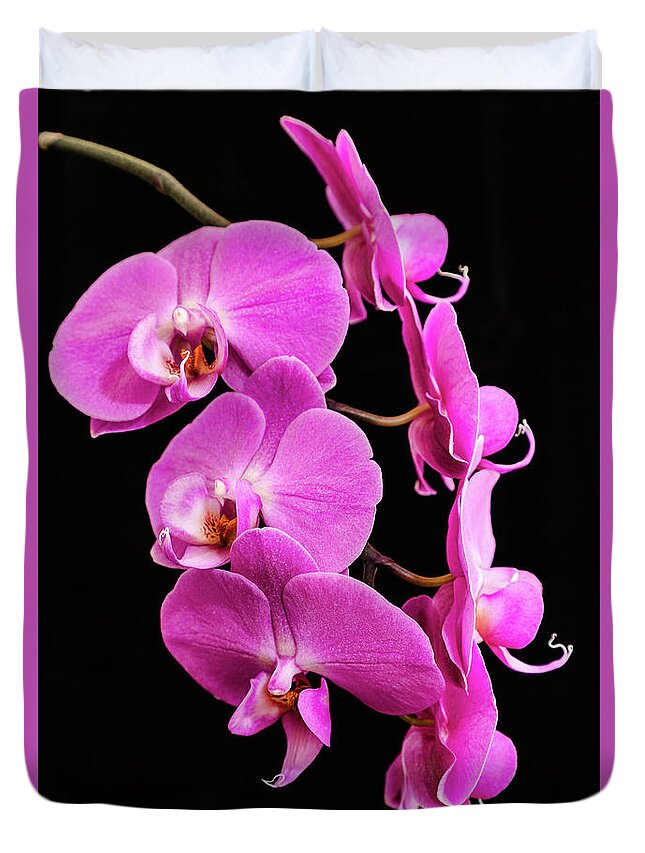 Pink Orchid Duvet Cover featuring the photograph Pink Orchid with Black background by Andy Myatt
