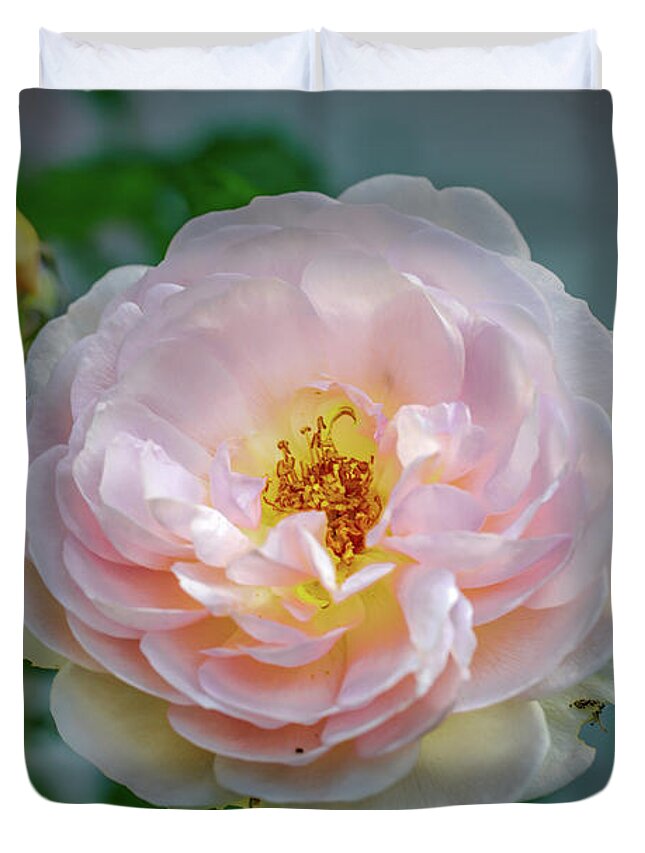 Color Duvet Cover featuring the photograph Pink rose #c3 by Leif Sohlman